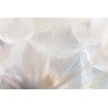 Fototapeta Abstract Dandeli. Seed Macro Closeup. Soft Focus