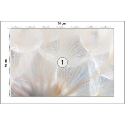 Fototapeta Abstract Dandeli. Seed Macro Closeup. Soft Focus