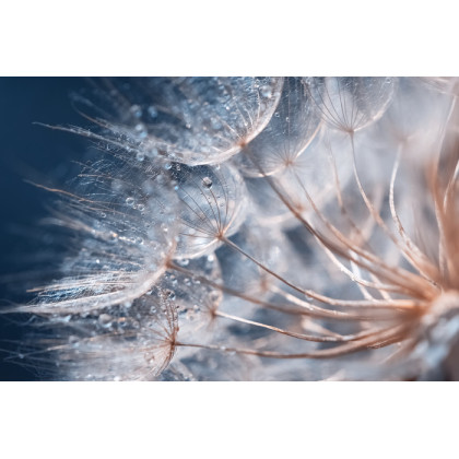 Fototapeta Beautiful Dandelion Close-Up With Dew Or Water Drops. Gentle Abstract Natural Background. Selective Focus.