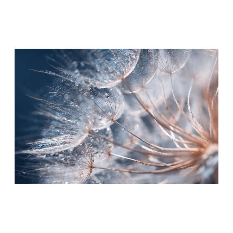 Fototapeta Beautiful Dandelion Close-Up With Dew Or Water Drops. Gentle Abstract Natural Background. Selective Focus.