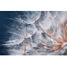 Fototapeta Beautiful Dandelion Close-Up With Dew Or Water Drops. Gentle Abstract Natural Background. Selective Focus.