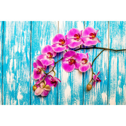 Fototapeta Orchidee Na Tle Desek