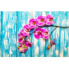 Fototapeta Orchidee Na Tle Desek