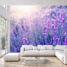 Fototapeta Lawenda Kwiaty