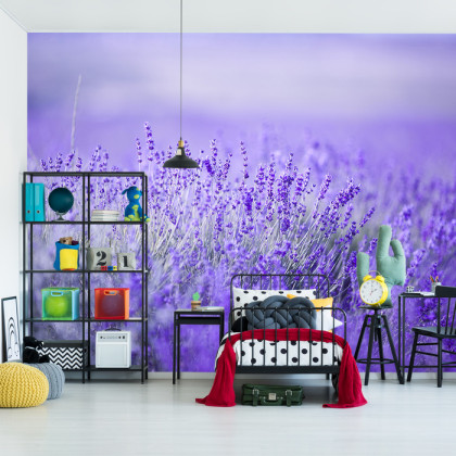 Fototapeta Lawenda Kwiaty