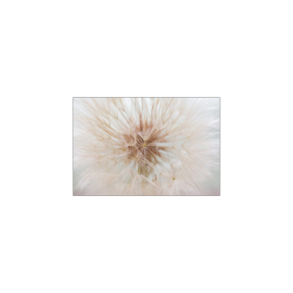 Fototapeta Dmuchawiec 3D
