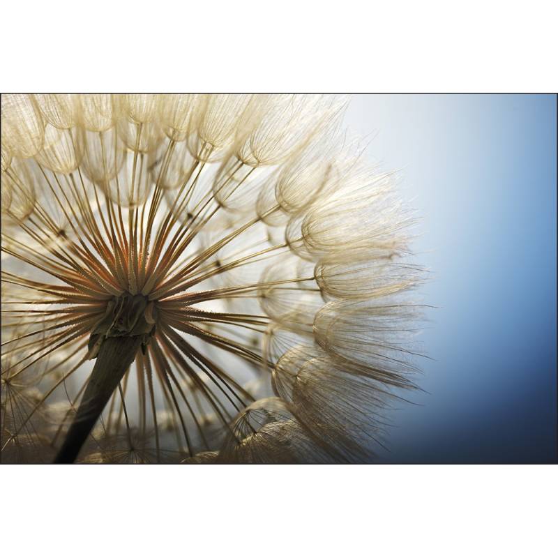 Fototapeta Dmuchawiec 3D