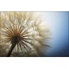 Fototapeta Dmuchawiec 3D