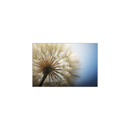 Fototapeta Dmuchawiec 3D