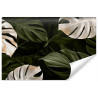 Fototapeta Białe I Zielone Liście Monstery