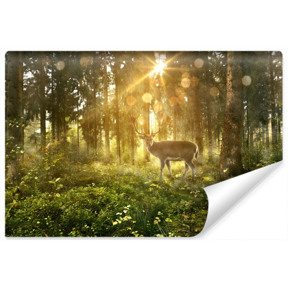 Fototapeta Jeleń O Poranku W Lesie