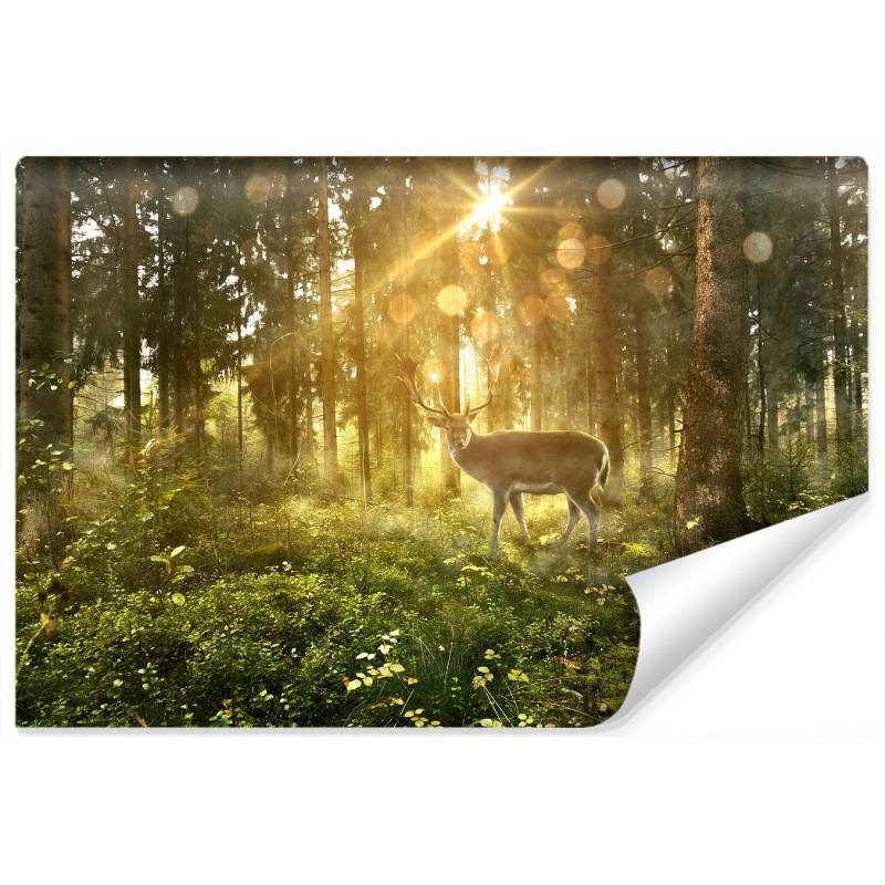 Fototapeta Jeleń O Poranku W Lesie