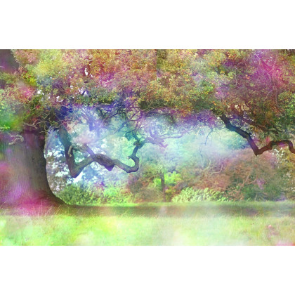 Fototapeta Magiczny Kolorowy Las