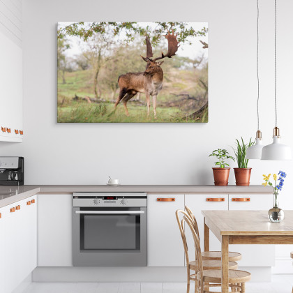 Obraz Na Płótnie Dorosły Jeleń Z Okazałym Porożem