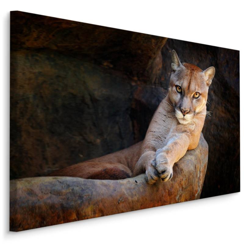 Obraz Na Płótnie Puma W Naturalnym Środowisku