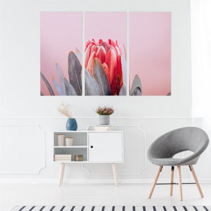 Obraz Wieloczęściowy Kwiat Królewskiej Protei Z Bliska