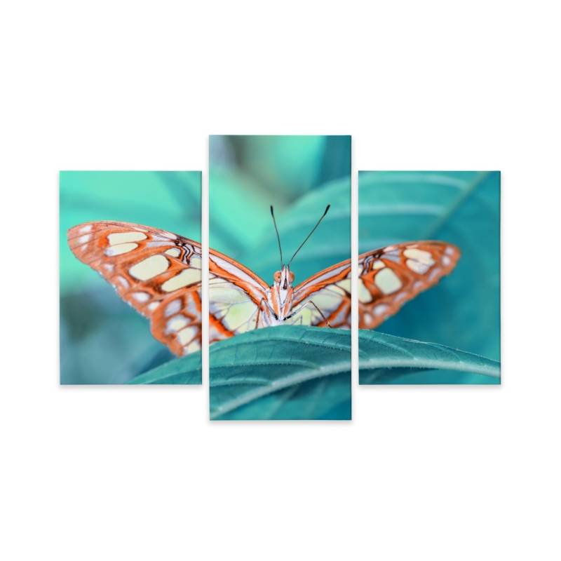 Obraz Wieloczęściowy Motyl Na Liściu W Skali Makro