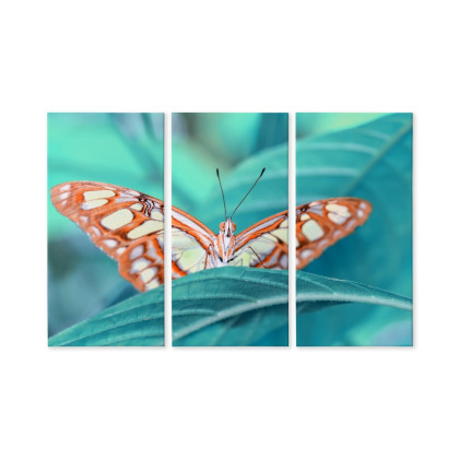 Obraz Wieloczęściowy Motyl Na Liściu W Skali Makro