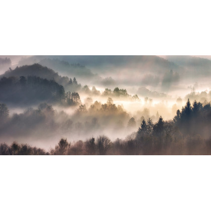 Obraz Na Płótnie Mist In Forest With Sunbeam Rays, Woods Landscape