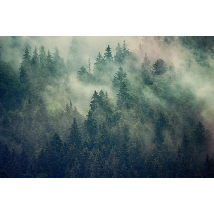 Obraz Na Płótnie Misty Landscape With Fir Forest In Hipster Vintage Retro Style