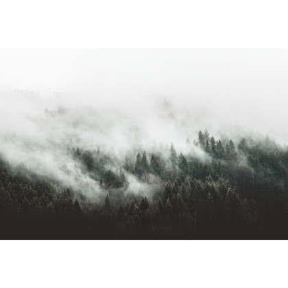Obraz Na Płótnie Moody Forest Landscape With Fog And Mist