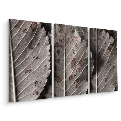 Obraz Wieloczęściowy Szare Liście W Skali Makro