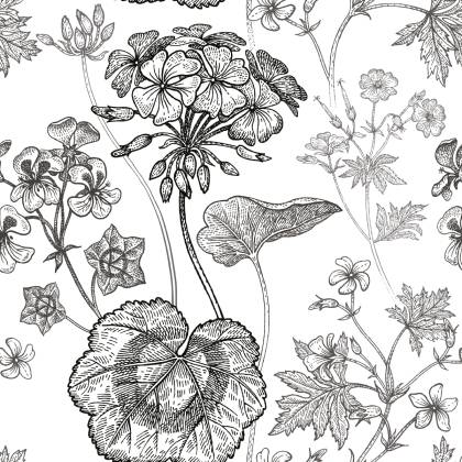 Tapeta Czarno-Białe Pelargonie