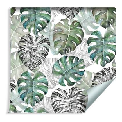 Tapeta Liście Monstera