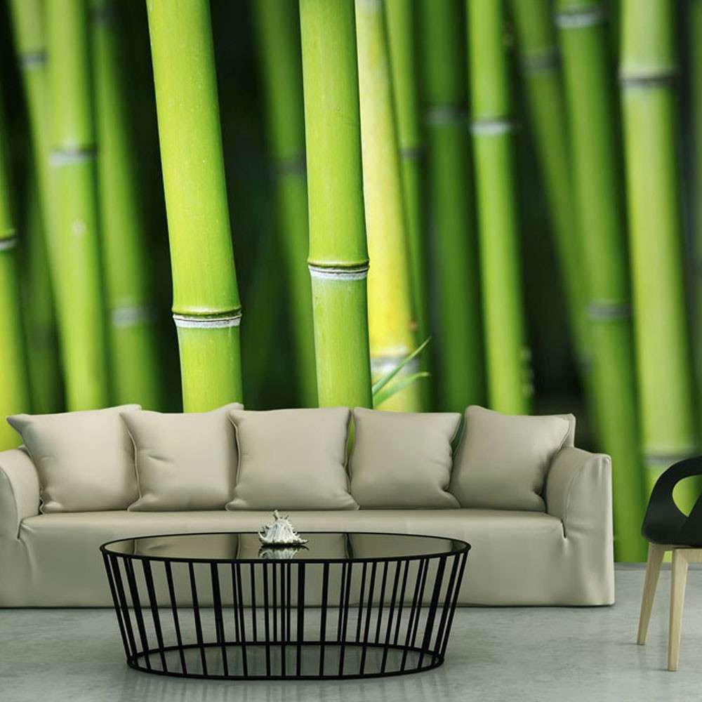 Fototapeta  Bambus