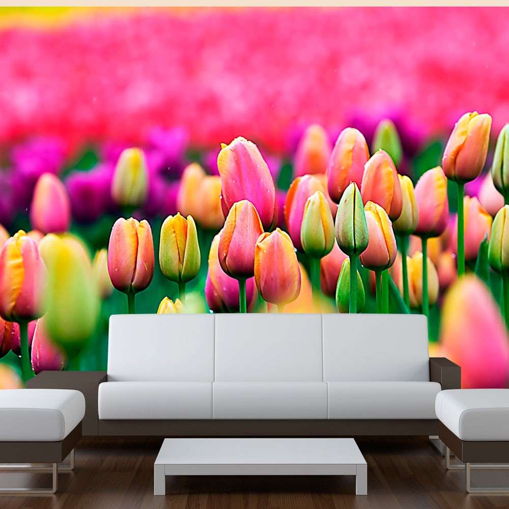 Fototapeta  Pole tulipanów