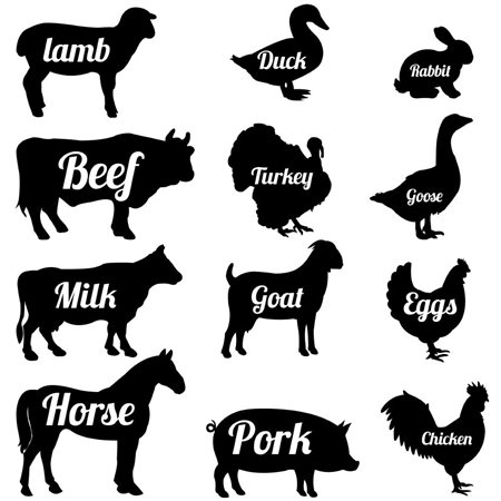 Zestaw naklejek edukacyjnych EDU01, zwierzęta, angielski, słówka dla dzieci, EDU 01