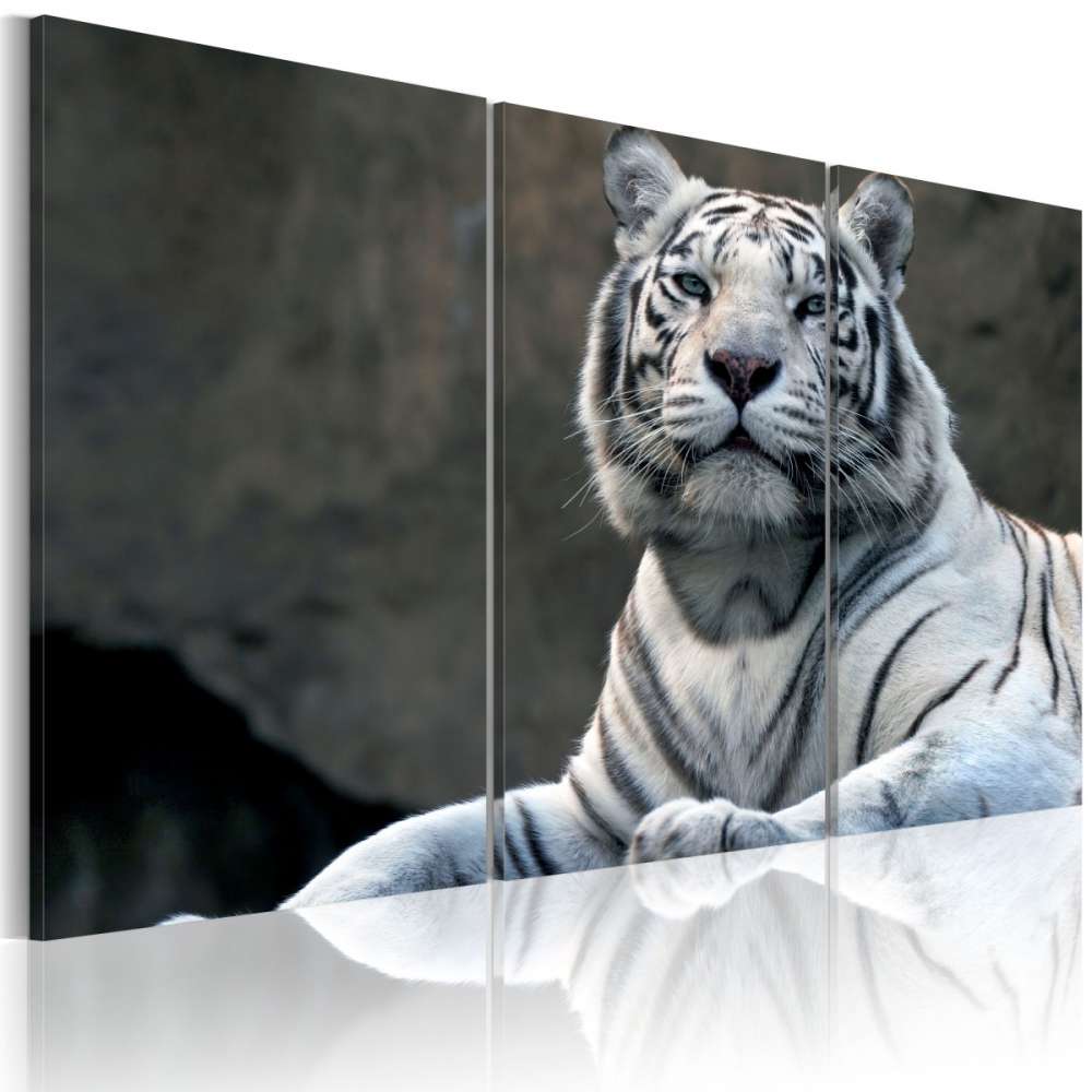 Obraz  Biały tygrys