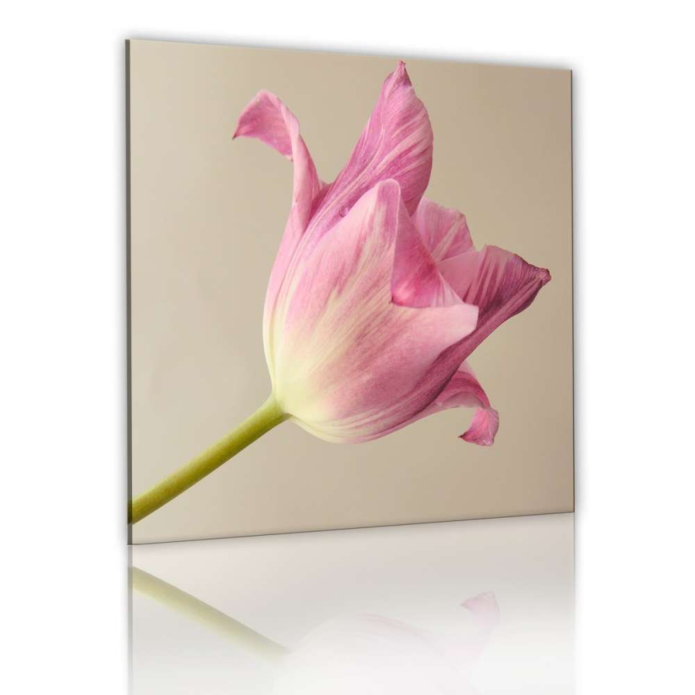 Obraz  Kwiat tulipanu