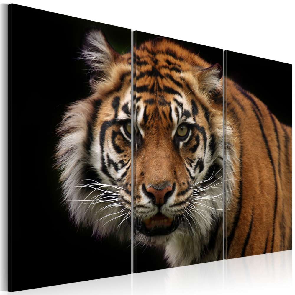 Obraz  Drapieżny tygrys