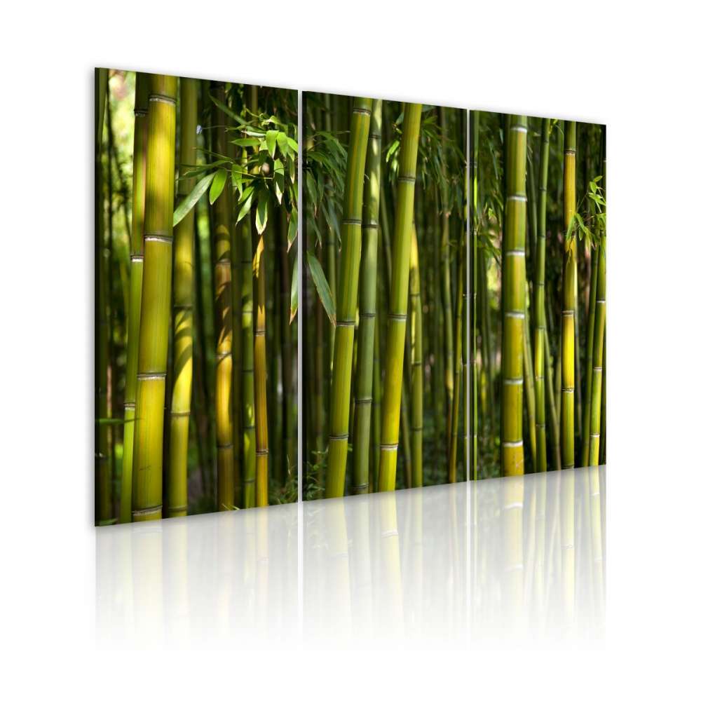 Obraz  Bambus i zieleń