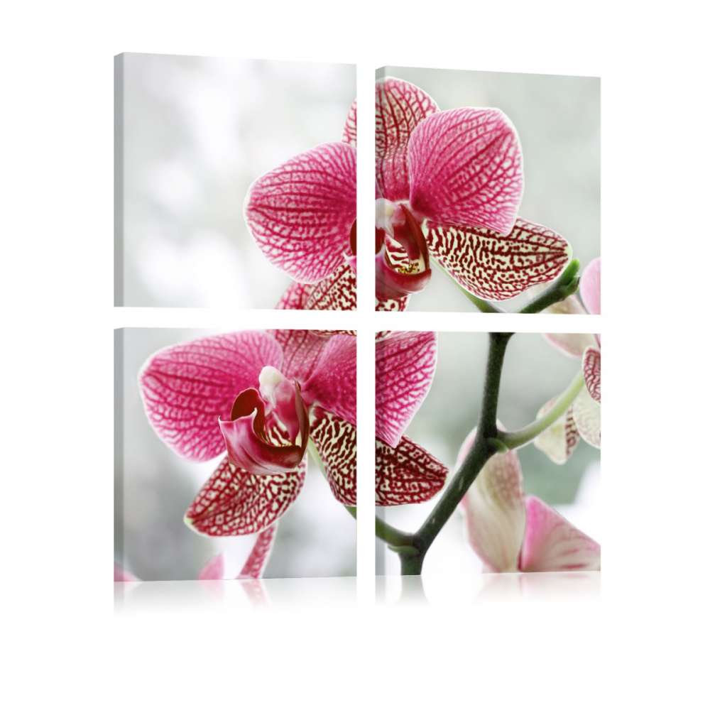 Obraz  Fantazyjna orchidea