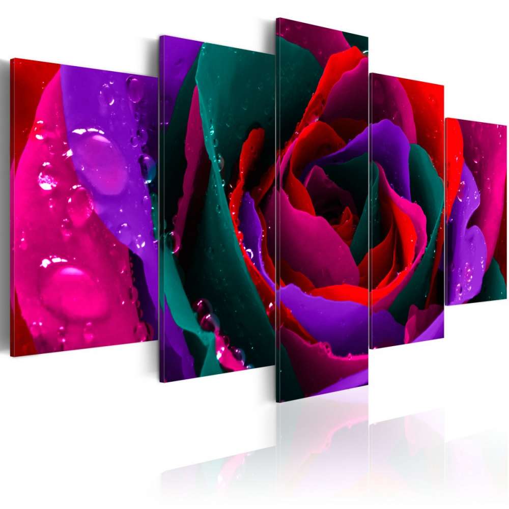 Obraz  Multicoloured rose